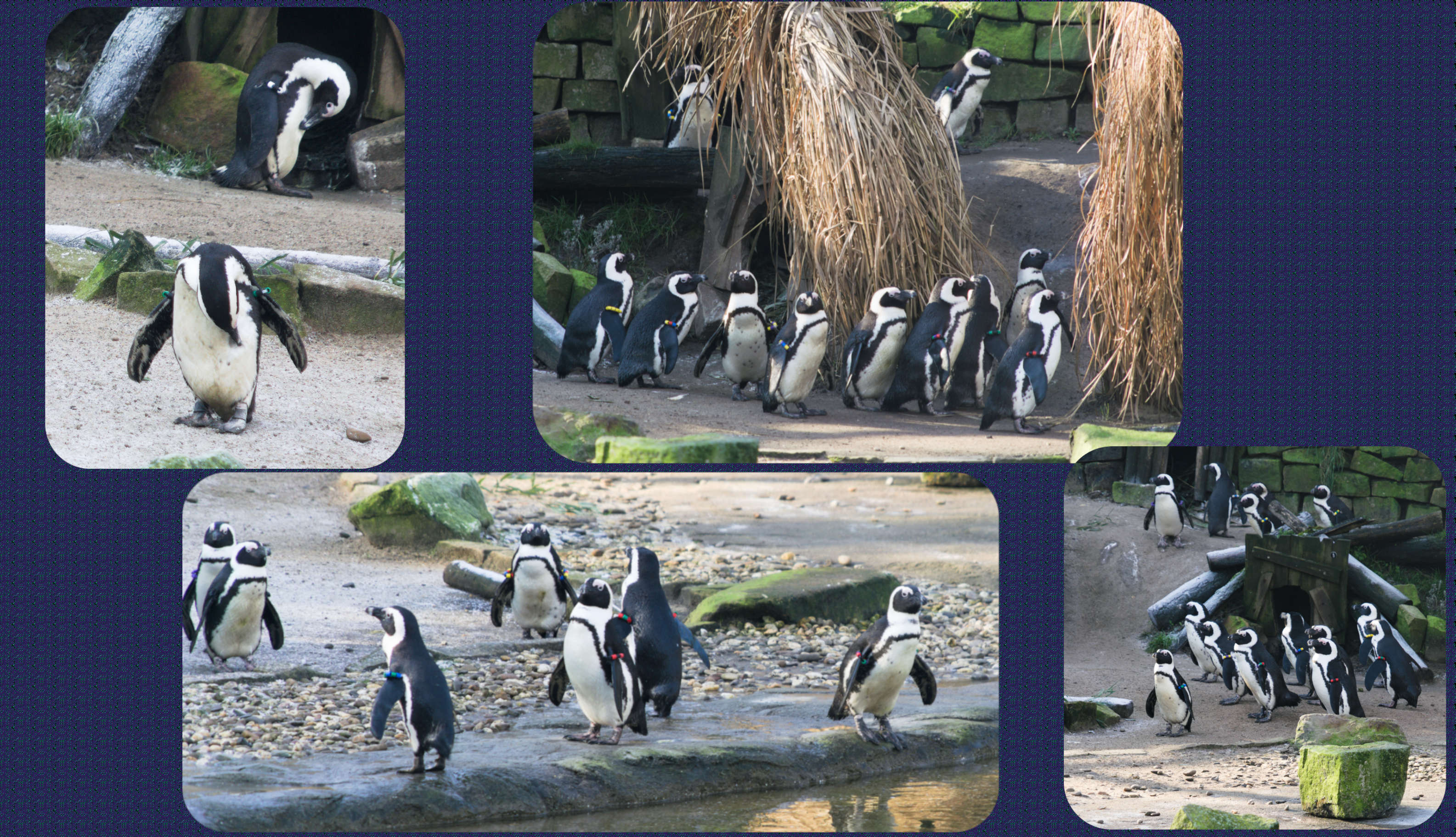 ZOOM Erlebniswelt Brillenpinguine